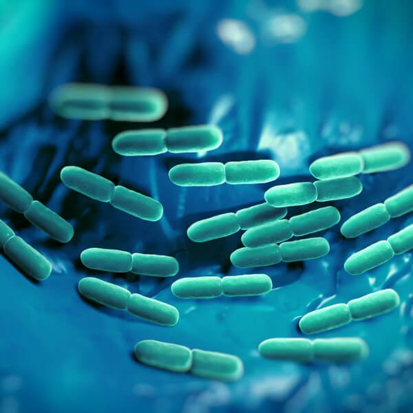 Lactobacillus, bacteria benéfica para la salud